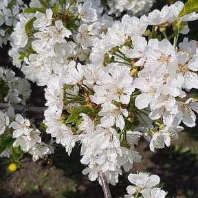 Фотография от Анастасия Скрипник (Гиренко)