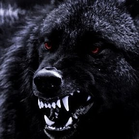 Фотография от Черный Волк