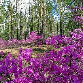 Фотография от нина залысова(чистохина)