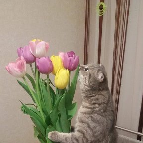 Фотография "Моя кошка тоже любит тюльпаны"