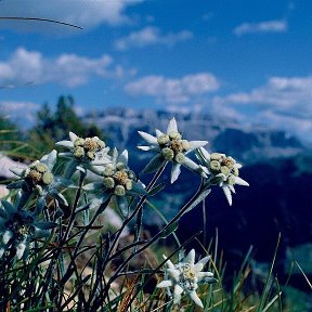 Фотография от Эдельвейс Горный