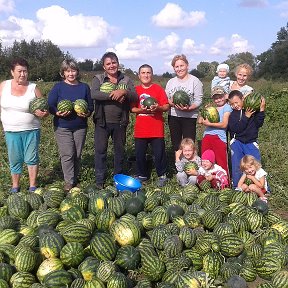 Фотография "из деревни челебеево приехали помогать собрать арбузы уражай в августе 2018г"