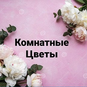 Фотография от Комнатные Цветы Спасск