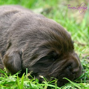 Фотография от Анастасия Санина TERRALABRIYA KENNEL