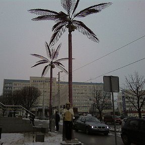 Фотография "Kaliningradskie palmi ZIMOI"
