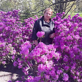 Фотография "Цветут рододендроны."