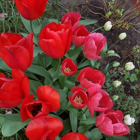 Фотография "Люблю тюльпаны ❤️"