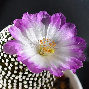 Фотография "Mammillaria luethyi второй день цветения"