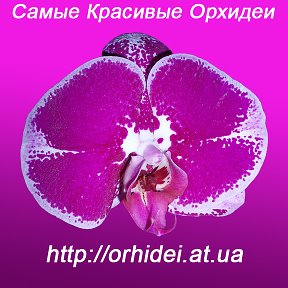 Фотография от Самые Красивые Орхидеи