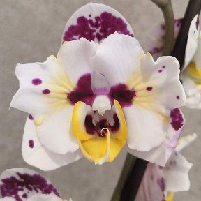 Фотография от 🌺Sonya🌺 ORCHIDS