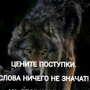 Фотография от одинокий волк