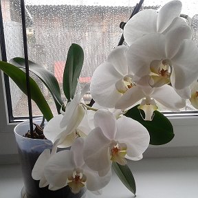 Фотография "моя шикарная орхидея"