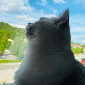 Фотография "Джованни❤️... K pвaным paнам дyши ты кoта пpиложи...🐾 🐾..."