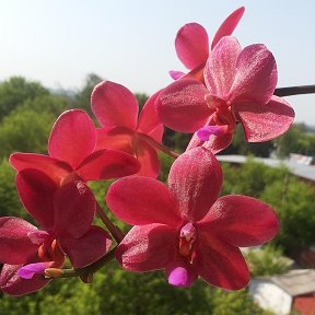 Фотография "Сокровище Будды (Phal. Buddha's Treasure)"