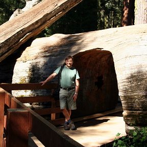Фотография "Sequoia Park"