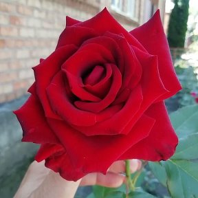 Фотография от Алёна 🌹