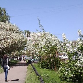 Фотография "Рубцовский Май"