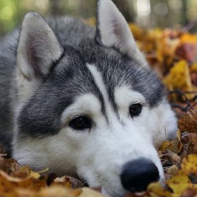 Фотография от Vladik))) Volkov