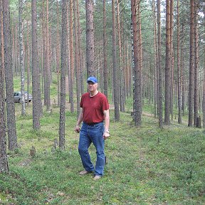 Фотография "Лес в Приозёрском районе.Лен.область."