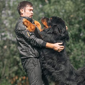 Фотография от Оксана Воробьева Тибетский Мастиф