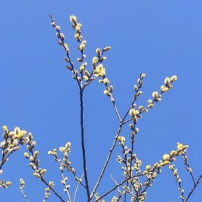 Фотография от Вера Базанова (Понагайбо)