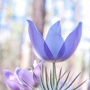 Фотография "Из серии "Предчувствие весны или "Забайкальские первоцветы".
Фото: Олег Ловцов."