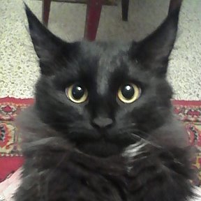 Фотография "Мой кот Петька."