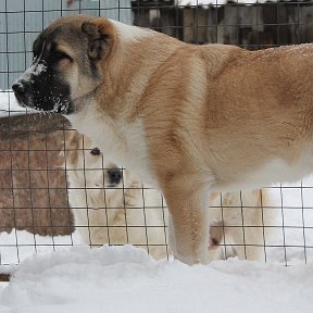 Фотография "Чектай из ДК.Продажа.На фото 6 мес."