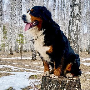 Фотография "Весна пришла и снег унесла!"