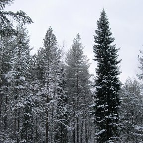 Фотография от Ирина Пашковская(Исакова)