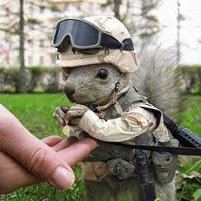 Фотография "На счету рядового Белкина - дюжина рейдов в тыл "Спектра". Вот, с кого нужно брать пример! http://www.odnoklassniki.ru/game/crisis?sm_type=viral&sm_st1=photo&sm_st2=squirrel"