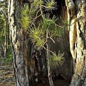 Фотография от Кедр Сибирский