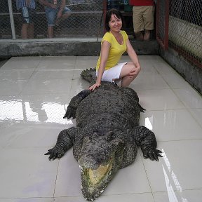 Фотография "я в клетке с крокодилом...."