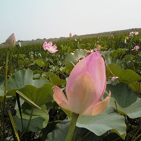 Фотография "Лотосы Краснодарский край"