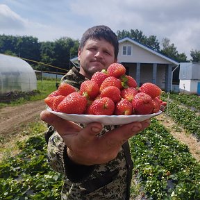 Фотография от Клубника Бор Саженцы Нижний Новгород