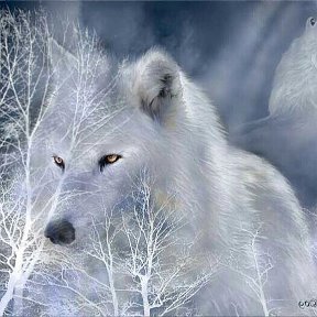 Фотография от Белая Волчица