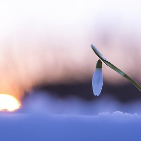 Фотография "Хрупка как сон ... Прекрасна как мгновение ..  Жизнь."