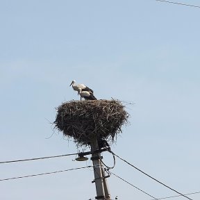 Фотография от Неля Коробова