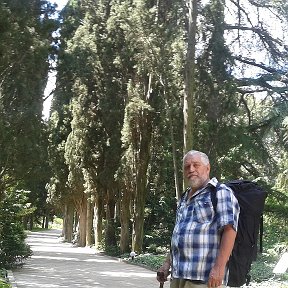Фотография "В Нікітському  ботанічному  саді. Кипарисова  алея."