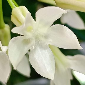 Фотография "Hoya Versteegii, полное раскрытие, аромат Жасмина"