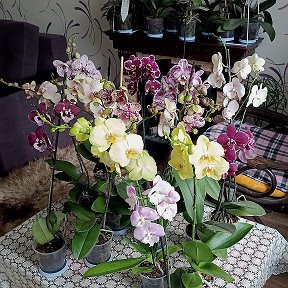 Фотография от Орхидейная лавка Натали