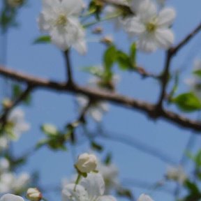 Фотография от 🌸🌸🌸Цветок 🌸🌸🌸