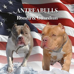 Фотография от Aleksandra American bully