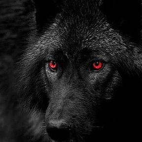 Фотография от Нурал валчара Исмоилов начной волк