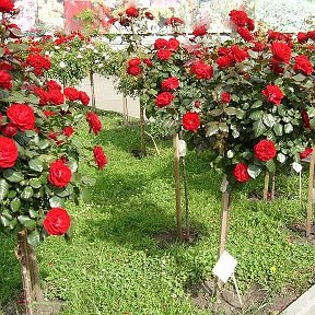 Фотография "Штамбовая роза Ред Леонардо да Винчи 3000 рублей"