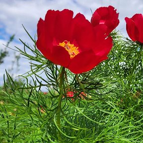 Фотография от Надежда Кулова (Васильцова)