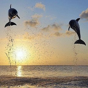 Фотография "Дельфины"