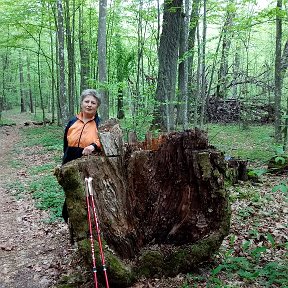 Фотография "Детская загадка:
"Меня в лесу оставили,
Весь век торчать заставили.
В ушанке заячьей – зимой,
А летом с бритой головой.""