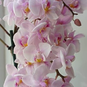 Фотография от Орхидеи По доступным ценам