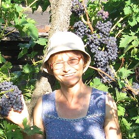 Фотография "Урожай винограда вкусного  2014г."